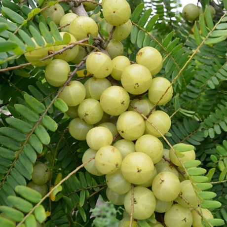 大玉余甘果苗 平丹二号余甘果树苗 狮头余甘果 果大 果甘甜爽口