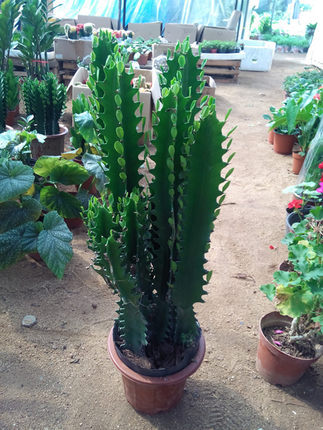 七彩龙骨龙骨盆栽仙人类多肉巴西龙骨吸收辐射电脑宝贝霸王鞭