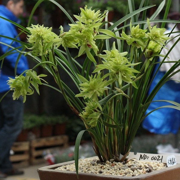 兰花苗带花苞 春兰春剑奇花牡丹大唐盛世 绿植盆栽室内植物花卉