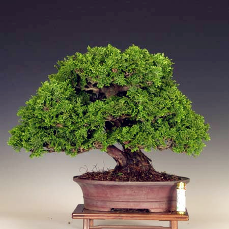 日本真柏 系渔川真柏 黄金真柏 斑入真柏 石化桧 津山桧