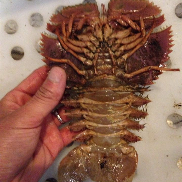 舟山鲜活海鲜 野生琵琶虾 一只2-3两左右