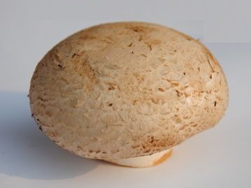 新鲜牛排骨 大褐菇 大牛排菇 波多黎各菌 500g 8~11cm