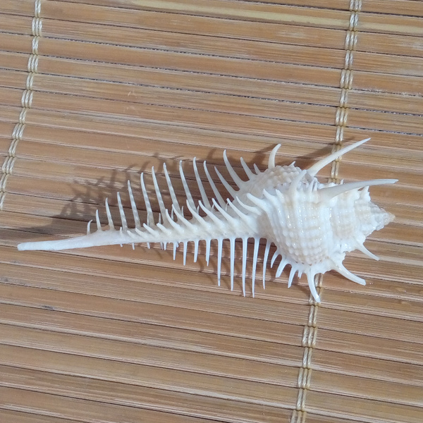 天然海螺贝壳 维纳斯骨螺 女巫骨螺 精美收藏标本螺