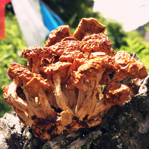 西藏野生雪茸 鹅蛋菌 野山菌 煲汤美味 世间美味 口感滑嫩 250克