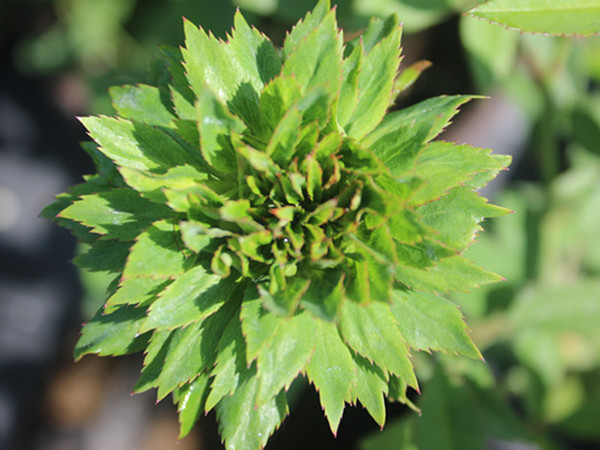 月季 国月 中国古老月季 绿萼 四季开花 扡插苗