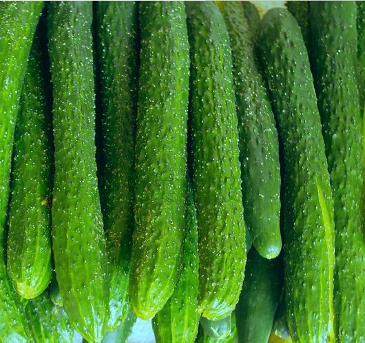 云南昆明生鲜蔬菜水果肉鸡蛋水产同城新鲜净菜配送 黄瓜 500克