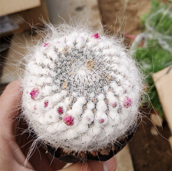 仙人球小盆栽植物 仙人掌室内办公室桌面玉翁 防辐射 带花发货