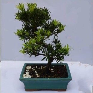 罗汉松盆景 罗汉松盆景树桩 盆景树型 罗汉松树苗带土发货包成活