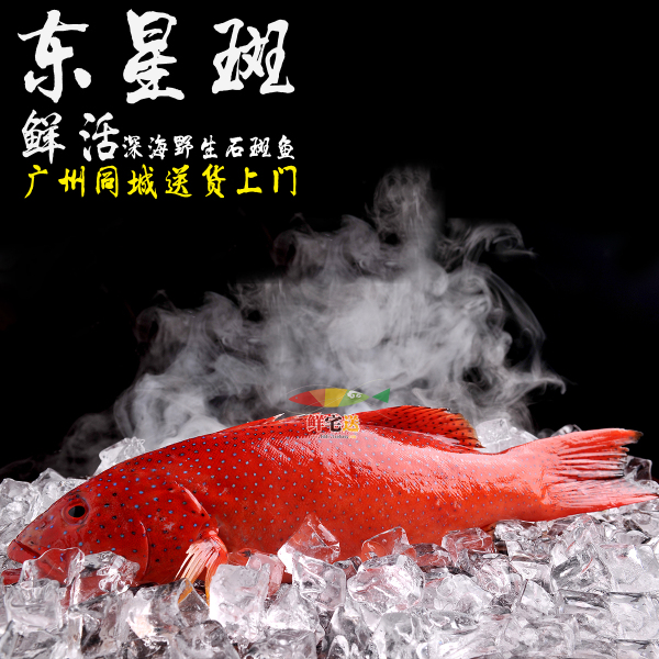 【鮮活紅東星斑】新鮮深海野生石斑魚 高級食材酒店專供 不發順豐