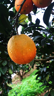 秭归脐橙 新鲜水果 纽荷尔 圆红 无添加剂 自产