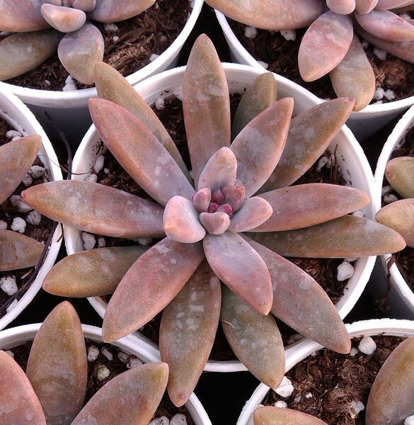 秋丽 景天科风车草属 多肉植物批发