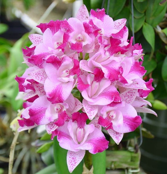 兰花-洋兰-卡特兰--c.monte elegante 浓香 一梗多花 瓣厚有光泽