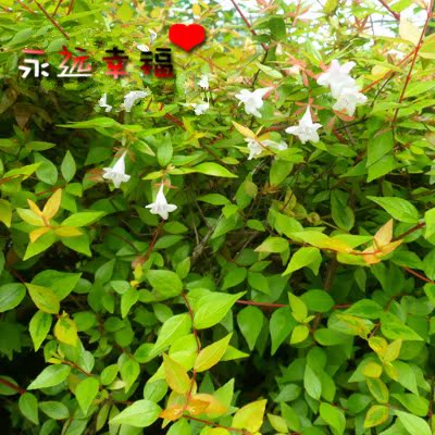 大花六道木苗大花六道木树苗庭院绿化道路建设绿化工程苗木批发