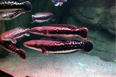 热带鱼观赏鱼活体红线大铅笔鱼 多曼鱼 红线鳢