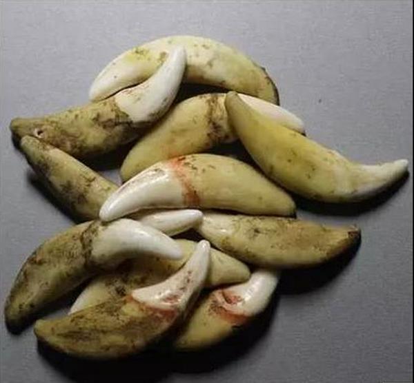 正宗辟邪黑狗牙批发 宝宝可做手链/项链吊坠量大优惠原色免费打孔