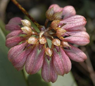 洋兰～梳帽卷瓣兰 bulbophyllum andersonii ,,5苗起拍