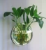 Sáng tạo bình hoa hoa bình hoa đứng acrylic tường sticker cây xanh vườn hoa chậu hoa chuông vàng liễu mô phỏng chậu hoa để bàn Vase / Bồn hoa & Kệ