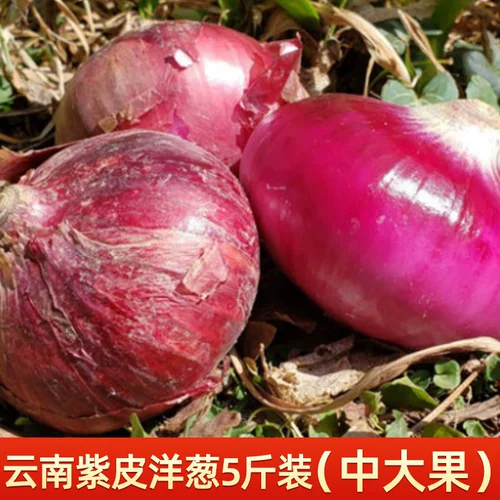 Yunnan Purple Skin лук 5 фунтов свежих луковых фермеров самостоятельно -овощи красные кожи красные лучи Большой круглый лук цельный короб