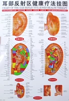 Подлинная рефлекторная область ушной диаграммы ушной акупурная диаграмма массаж уш