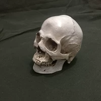 Скелет маленький череп скелет скелет скелет головы кость структура кости