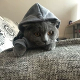 Короткая кошка персидская кошка, собачья одежда для собак плюшевая голубая кошка белые волосы Черный кот Черный английский короткий и зимний свитер для домашних животных