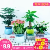 Lvluo Fortune Tree Tree Plant Plant Plant Комната цветочные зеленые растения LV сцены четыре сезона Changqingwen Bamboo Hanging Orchids