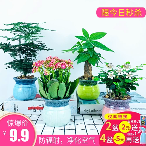 Lvluo Fortune Tree Tree Plant Plant Plant Комната цветочные зеленые растения LV сцены четыре сезона Changqingwen Bamboo Hanging Orchids