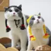Товары от 可爱猫乐园
