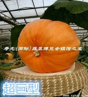 Shouguang Cuisine Expo Township Township Township Super Giant Pumpkin Seeds Четыре сезона весны, лето, осенний сингл фруктов и белых фунтов