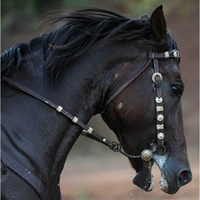 Da nước reins nước tây Lexi rạn nước cưỡi ngựa dây nịt phụ kiện yên ngựa BCL321103 - Nguồn cung cấp ngựa & ngựa móng ngựa