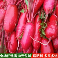 Семена морковки Rouge -хрустящая красная кожа красная скорость роста сердца быстрая фермерская ферма негенсильно четыре сезона транслировать бесплатную доставку