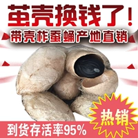 Северо -восточный специальный кокон кокон 东 东 东 柞 柞 柞 柞 蚕 蚕 东 东 2 фунта бесплатно.