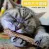 Товары от 猫小萱猫咪生活馆