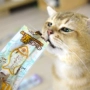 Mèo hình học Kaixi Pei Mèo ăn vặt Gà ức mực Cá que thành mèo Mèo 12g - Đồ ăn nhẹ cho mèo hạt minino