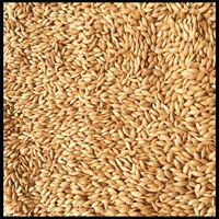 Ganari Семена трава белая -наложенная без маленького среднего попугая кормление золотой птицы ингредиенты с высоким питанием птиц 500 г