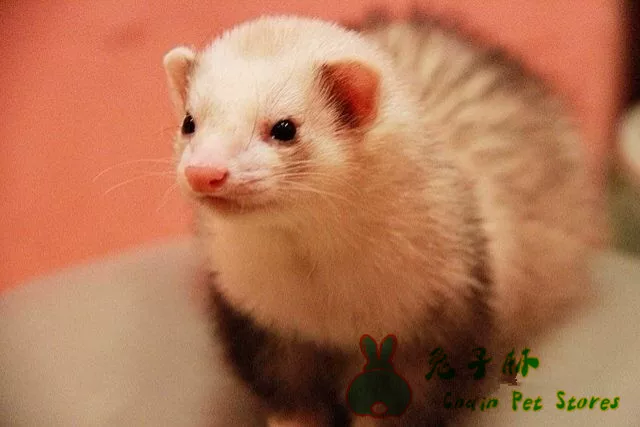 Cute small rabbit, USA, pet, panda