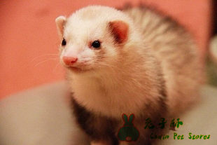 Cute small rabbit, USA, pet, panda