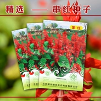 Многолетние шампуры красные семя виллы двор балкон -цветочные семена цветочные семена четыре сезона легко растение три экземпляра бесплатно
