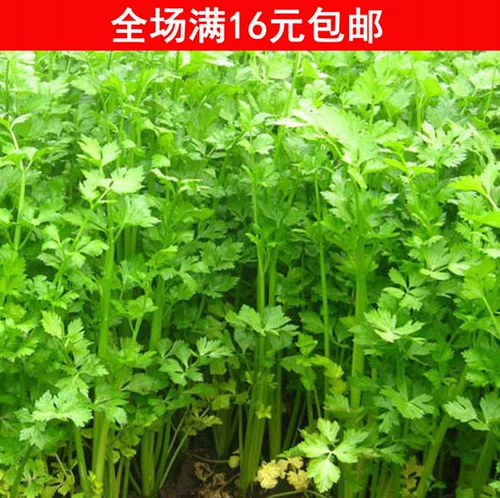 Четыре сезона Небольшой Семена сельдерея