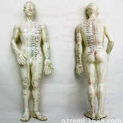Y tế đặc biệt cơ thể con người ngay vào huyệt châm cứu kinh tuyến massage font cơ thể phần nhỏ skeleton mô hình tĩnh