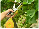 Новые ветви Tie Machine Tomate Tie Vines и огурцы ветви виноградные виноградные виноградные винограды Бесплатная доставка