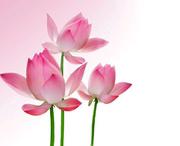 Su thêu thêu diy người mới bắt đầu kit lotus quà tặng thêu stitch hướng dẫn