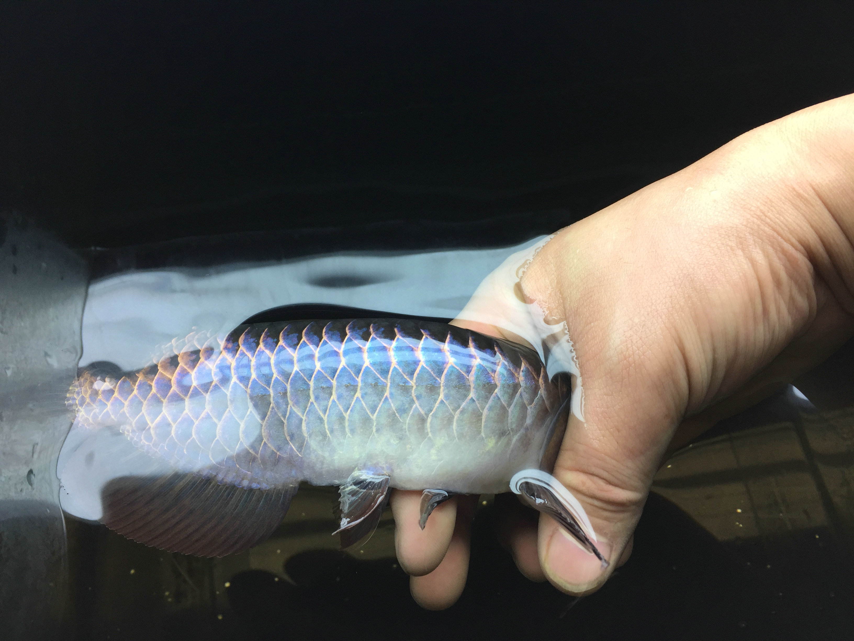 廣東本地觀賞魚種類大全圖(廣東食用魚的種類圖片大全) B級過背金龍魚