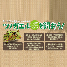 Насекомое питания рептилий/мин 日本原装进口sudo黄金角蛙粮角蛙饲养粮宠物食物饲料活体蛙粮