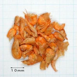 Япония Hikari High High River Shrimp Shrimp