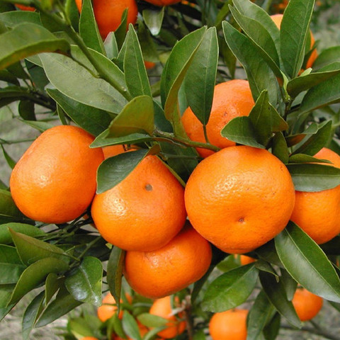 橘子苗盆栽地栽果树苗当年结果优惠券