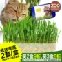 Mèo cỏ hạt giống mèo trồng cỏ Bộ đồ ăn nhẹ mèo nổ Hộp mèo cỏ cỏ tinh thể Gửi catnip - Đồ ăn nhẹ cho mèo bánh thưởng cho chó mèo 100g