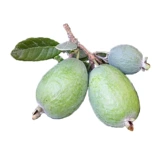 Садовая вишня Хайди Цитрусовые гранат гранат гранат мандарин кумкват дерево и абрикосовое дерево плодные дерево