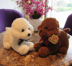 Mô phỏng Teddy Dog Doll Đồ chơi sang trọng VIP Dog Doll Ragdo Dễ thương Gối Quà tặng Cô gái - Đồ chơi mềm đồ chơi bác sĩ cho bé Đồ chơi mềm