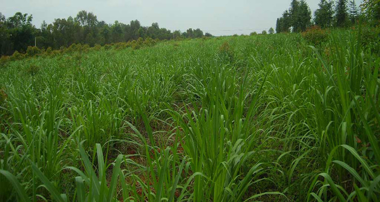 黑麦草种子批发牧草种子一年生黑麦草牧草批发价格低廉